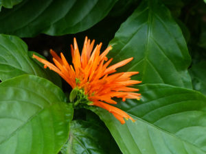 shutterstock 1418774999 FloraQueen EN Mexican Flowers: 10 Beautiful Flowers Native to Mexico