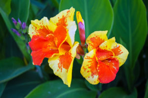 shutterstock 1466822585 FloraQueen The Canna Flower Is a Beautiful Tropical Plant That Offers Bright Flowers in Summer