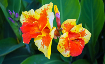 shutterstock 1466822585 FloraQueen The Canna Flower Is a Beautiful Tropical Plant That Offers Bright Flowers in Summer