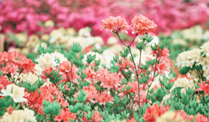 shutterstock 1479571559 FloraQueen EN Enjoy the Beautiful Rhododendron Flower in Your Home's Garden