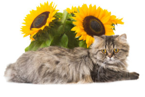 shutterstock 150420260 FloraQueen EN Flowers Safe For Cats Are Easy To Find