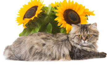 shutterstock 150420260 FloraQueen Flowers Safe For Cats Are Easy To Find