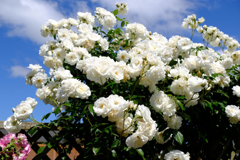 White Rose Meaning: Learning What This Gorgeous Flower Means » FloraQueen
