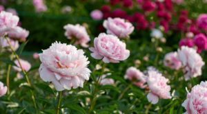 shutterstock 1569183616 FloraQueen Enjoy The Special Peonies Season And The Blooms of Its Flowers