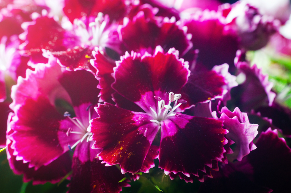 shutterstock 1572208246 FloraQueen EN A Beginner’s Guide to Growing Carnations
