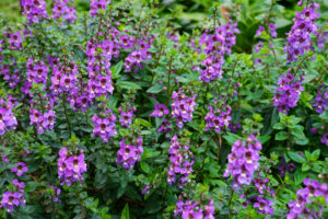 shutterstock 1575144268 FloraQueen EN Interesting Purple Flower Names We All Should Know About