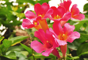 shutterstock 160714907 FloraQueen EN What Flowers do Hummingbirds Like? Flowers to Add to Your Garden