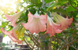 shutterstock 1653985534 FloraQueen EN Datura Flower: The Poisonous Beauty