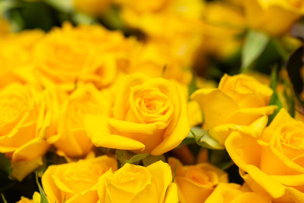 shutterstock 1666545181 FloraQueen Learn Special Yellow Roses Meaning to Send to Your Beloved Ones on Different Occasions