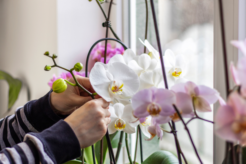 shutterstock 1677164509 FloraQueen EN Discover the Main Requirement for How to Care for Orchids