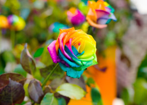 shutterstock 188916758 FloraQueen EN Rainbow Roses Are Beautiful, Stunning, and Make a Perfect Choice of Joyous Gift for Every Special Occasion