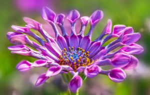 shutterstock 214727338 FloraQueen Enjoy the Beautiful African Daisy with Their Unique Shape