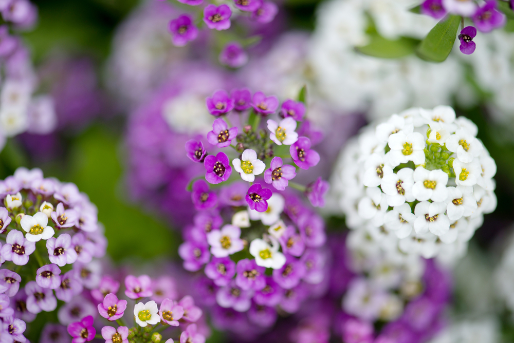 shutterstock 231198226 FloraQueen The Alyssum Flower Is a Beautiful Plant That Brings a Fragrant and Colorful Touch to Your Garden