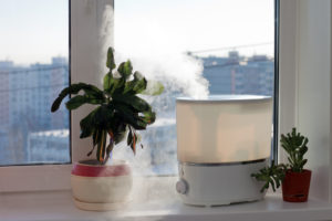 shutterstock 242937040 FloraQueen EN Top Air-purifying Indoor Plants for Sale