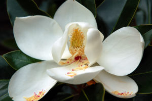 shutterstock 2534881 FloraQueen EN Louisiana State Flower: Magnolia Is the Symbol of Strength