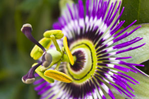 shutterstock 276924725 FloraQueen EN The Purple Passion Flower Offers Magnificent and Brightly Colored Flowers