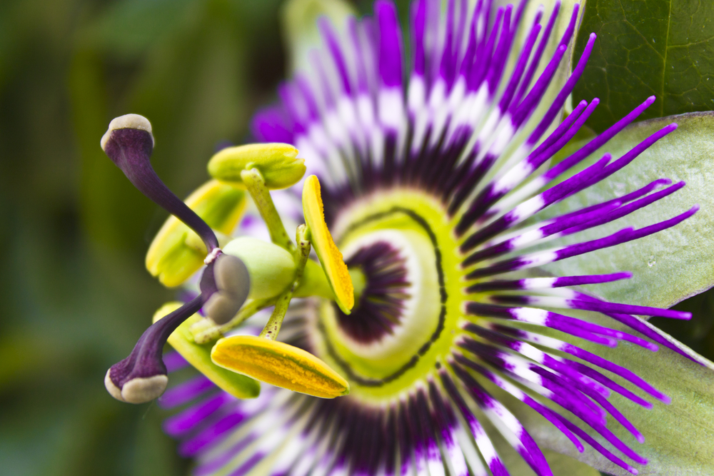 shutterstock 276924725 FloraQueen The Purple Passion Flower Offers Magnificent and Brightly Colored Flowers