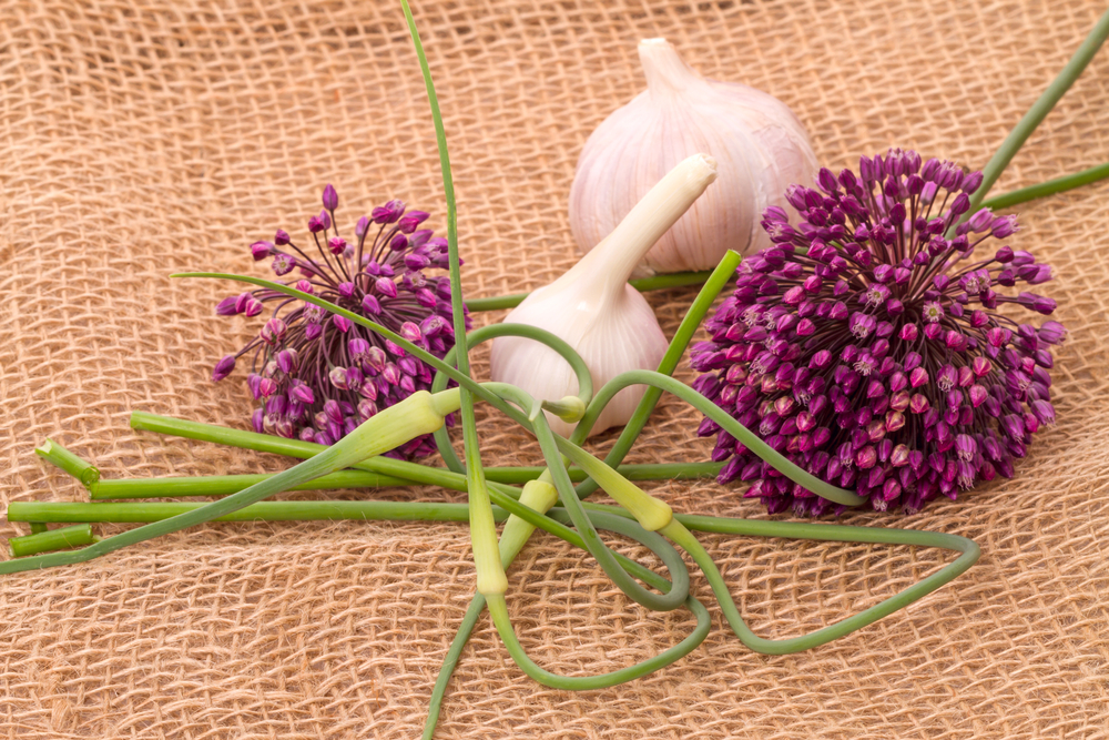 shutterstock 293622974 FloraQueen EN Garlic Flowers Information & Facts: Both Delicious & Beautiful