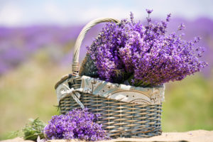 shutterstock 304298462 FloraQueen Flower Love: The Many Types of Lavender