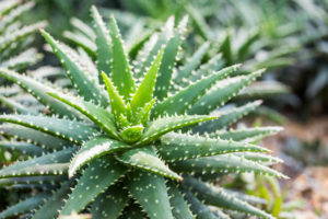 shutterstock 321021023 FloraQueen What You Should Know about Aloe Vera Plant Care
