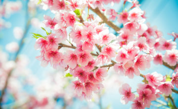 shutterstock 372252466 FloraQueen You can find Beauty and Wisdom in Japanese Flowers