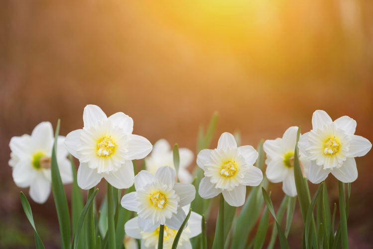 The Jonquil Flower Is Ideal In Borders, Flowerbeds, and Brings