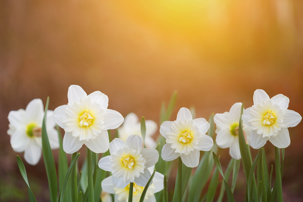 shutterstock 375737176 FloraQueen The Jonquil Flower Is Ideal In Borders, Flowerbeds, and Brings Cheerfulness and Light to Gardens