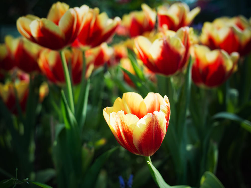  what color are tulips naturally