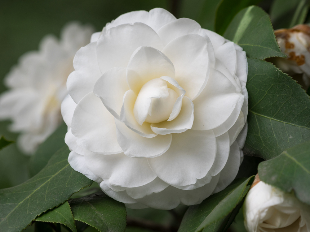 shutterstock 391520620 FloraQueen EN Black and White Flowers: The Best of Black and White Flower Combinations