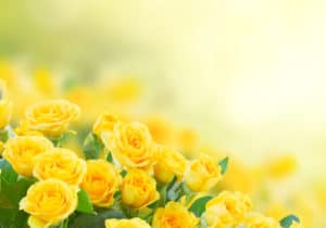shutterstock 400541431 FloraQueen The Attractive Yellow Rose Flower