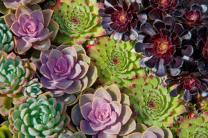 shutterstock 405943699 FloraQueen Get Some Beautiful and Colorful Succulents to Embellish Your Balcony