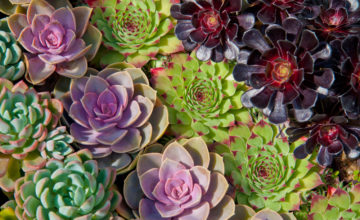 shutterstock 405943699 FloraQueen Get Some Beautiful and Colorful Succulents to Embellish Your Balcony