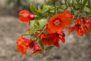 shutterstock 424961713 FloraQueen EN Pomegranate Flower: A Bright Fragrance