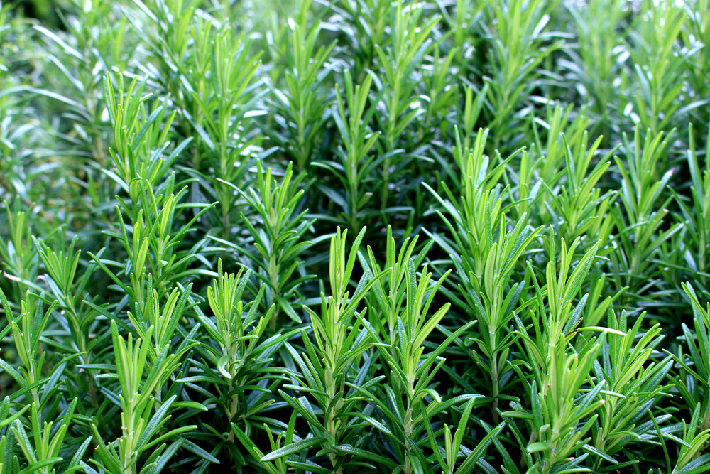 shutterstock 441414415 FloraQueen EN Rosemary Plant: A Tasty Evergreen Herb