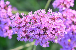 shutterstock 445738342 FloraQueen EN The Verbena Flower Is a Beautiful Perennial Plant That Blooms in Pots and Summer Planters
