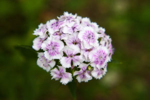 shutterstock 457228291 FloraQueen EN Sweet William Flower: a Royal Touch for Your Garden