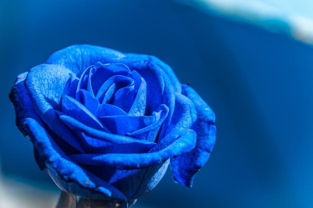 shutterstock 459973840 FloraQueen Learning More About the Blue Rose Meaning