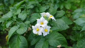 shutterstock 467012852 FloraQueen EN Potato Flower: One of the Most Consumed Root Vegetables