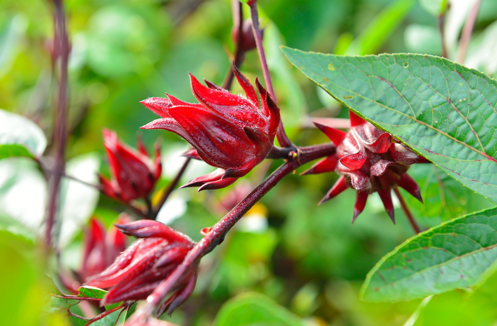 Jamaica Flower Meaning: The Medicinal Beauty » FloraQueen