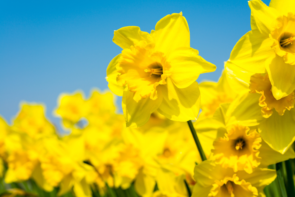 shutterstock 521221795 FloraQueen EN Daffodils: All You Want to Know About this Popular Flower