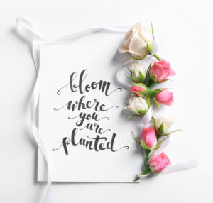 shutterstock 532483819 FloraQueen EN Quotes About Roses And Their Meanings 