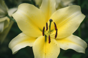 shutterstock 552918307 FloraQueen EN Learn about Easter Lily Care and Make You Garden Beautiful