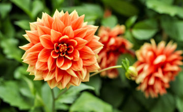 shutterstock 570865414 FloraQueen Annual Flowers to Brighten Up Your Garden