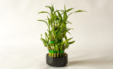 shutterstock 582606616 FloraQueen Discover Useful Lucky Bamboo Care Tips to Plant This Charming Houseplant in Your Garden
