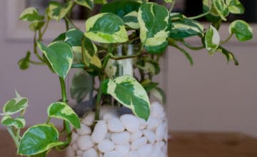 shutterstock 593787398 FloraQueen Discover Basic Pothos Plant Care Tips and Growing Information about Planting