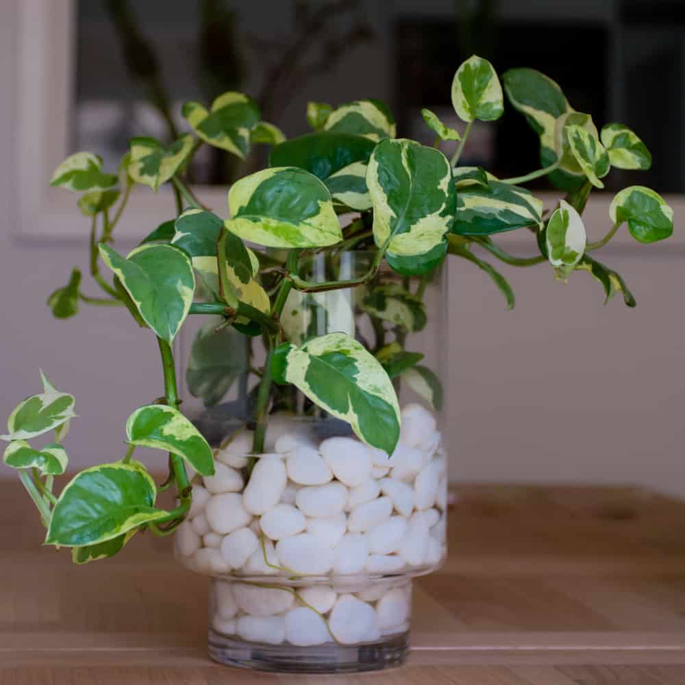 shutterstock 593787398 FloraQueen EN Discover Basic Pothos Plant Care Tips and Growing Information about Planting
