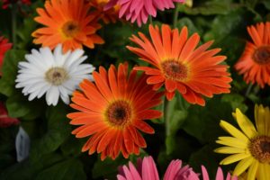 shutterstock 627370784 FloraQueen Your Simple Guide to Gerbera Daisy Care