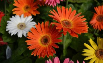 shutterstock 627370784 FloraQueen Your Simple Guide to Gerbera Daisy Care