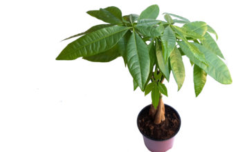 shutterstock 629469401 FloraQueen Money Tree Care - All You Need to Know