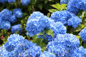shutterstock 682308241 FloraQueen EN Blue Flower Names and other Blue Flower Information